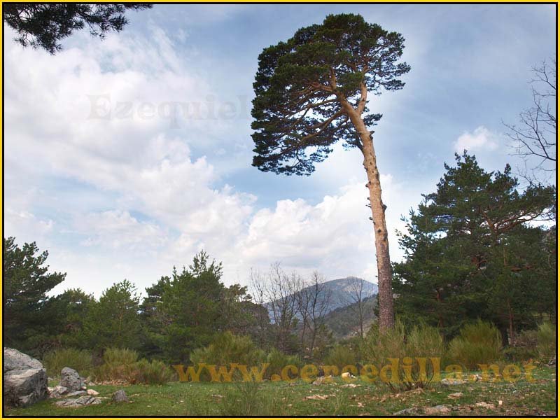 camorritos_miradores_aguilas_rosales_zorro_02