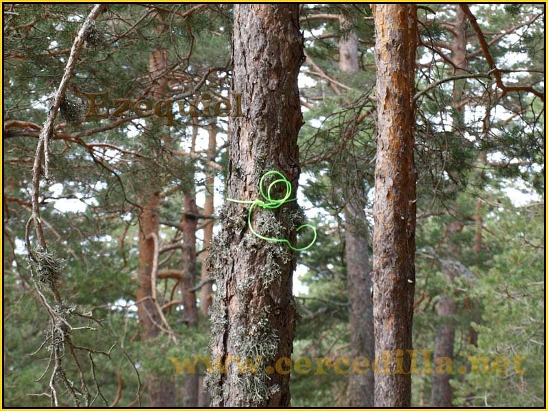 camorritos_miradores_aguilas_rosales_zorro_04