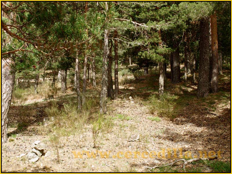 camorritos_miradores_aguilas_rosales_zorro_05