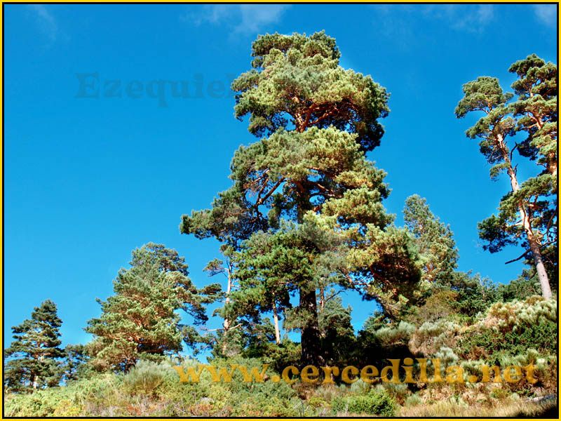 ruta_cercedilla_puesta_de_sol_en_7picos_025