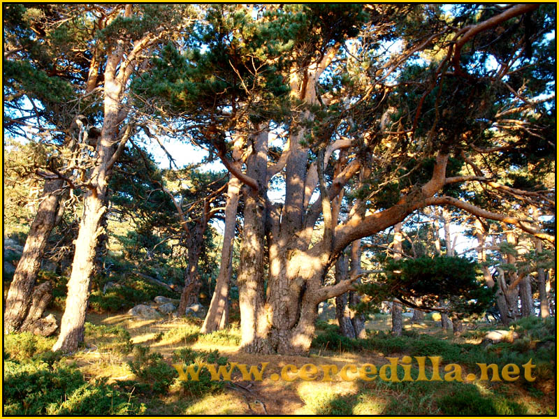 ruta_cercedilla_puesta_de_sol_en_7picos_066